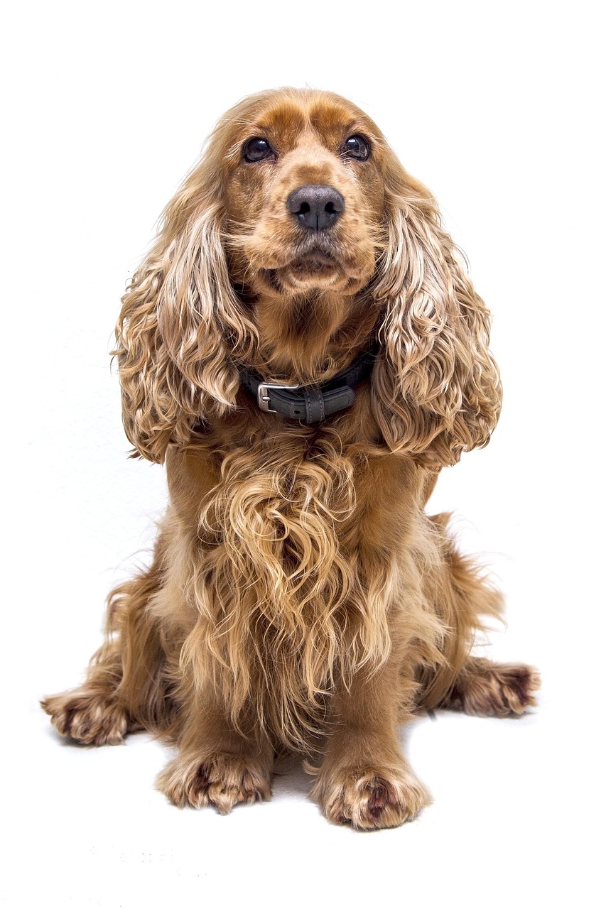 dogs, cocker spaniel, spaniel, dog, nature, cute, animal, pet